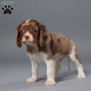 Milo, Cavalier King Charles Spaniel Puppy